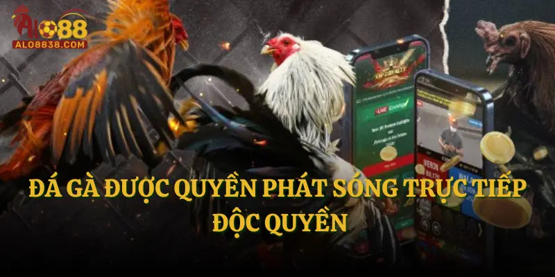 Đá gà được quyền phát sóng trực tiếp độc quyền